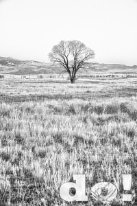 LonelyTree1_EnnisMT_DustinOlsen