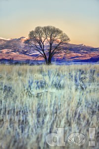 LonelyTree2_EnnisMT_DustinOlsen