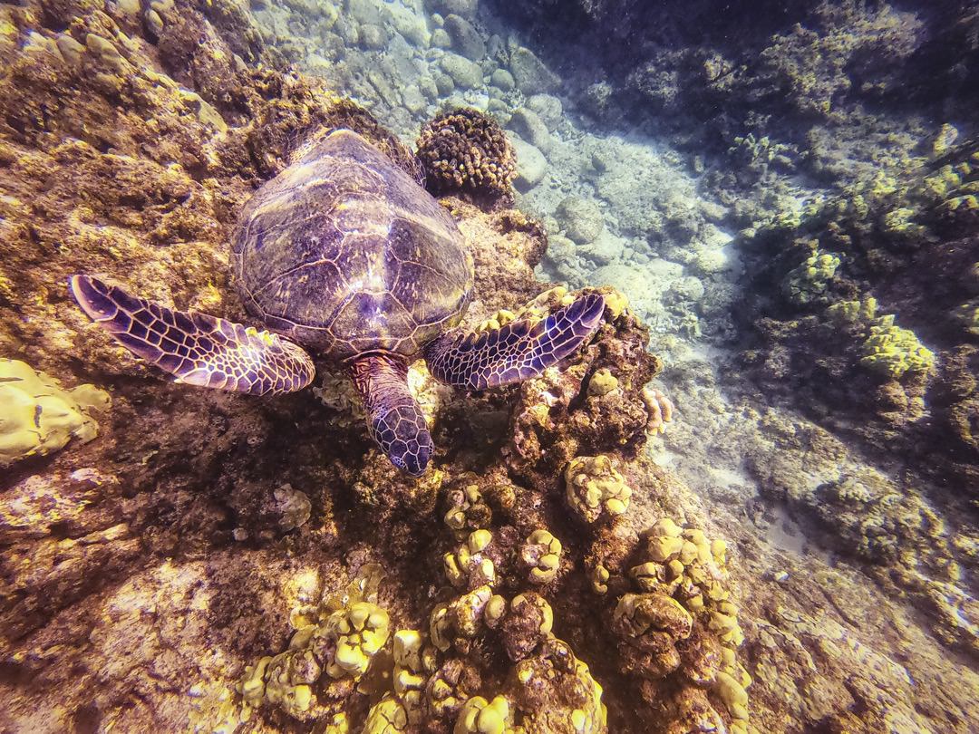 Maui Hawaii 2019